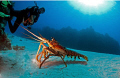 Lobster in the open, Cozumel 2010. Nikon D200, 10.5 mm 